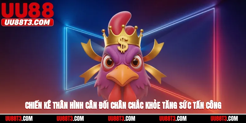 Chiến kê thân hình cân đối chân chắc khỏe tăng sức tấn công