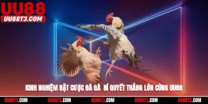 Kinh nghiệm đặt cược đá gà uu88